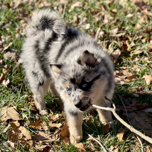 Pomsky Puppy Indy