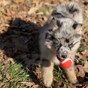 Pomsky Puppy Indy