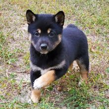Shiba Inu Puppy Precious