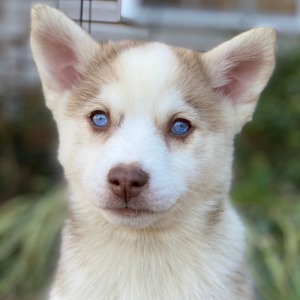 Pomsky Puppy Pumpkin Cream