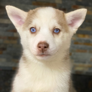 Pomsky Puppy Pumpkin Cream