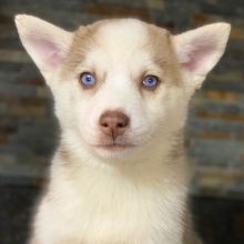 Pomsky Puppy Pumpkin Cream