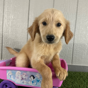Golden Retriever Puppy Kayla