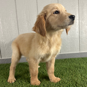 Golden Retriever Puppy Kayla