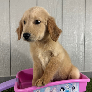 Golden Retriever Puppy Kayla