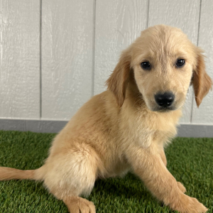 Golden Retriever Puppy Kayla