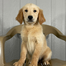 Golden Retriever Puppy Kayla