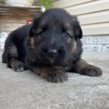 German Shepherd Dog Puppy Lassie