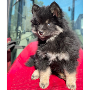 Pomsky Puppy Lex