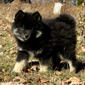 Pomsky Puppy Lex