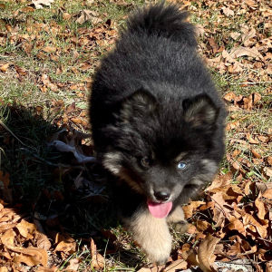 Pomsky Puppy Lex