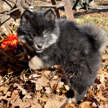 Pomsky Puppy Lex