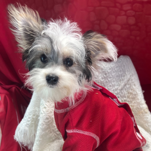Morkie Puppy Kade