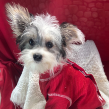 Morkie Puppy Kade