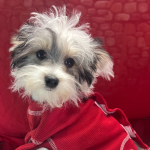 Morkie Puppy Kade