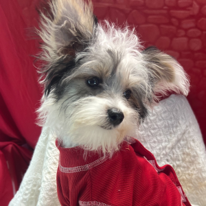Morkie Puppy Kade