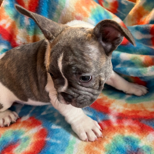 French Bulldog Puppy Clark