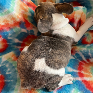French Bulldog Puppy Clark