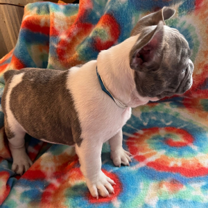 French Bulldog Puppy Clark