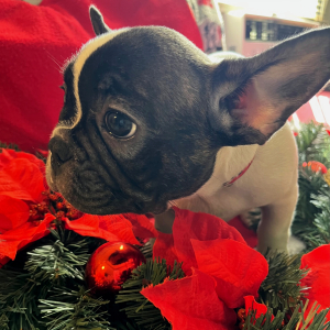 French Bulldog Puppy Clark