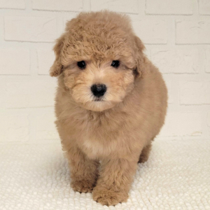 Poodle Puppy Sheldon