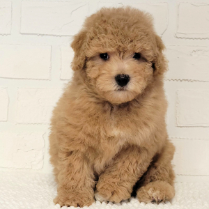 Poodle Puppy Sheldon