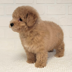 Poodle Puppy Sheldon