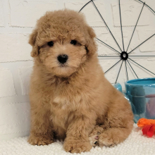 Poodle Puppy Sheldon