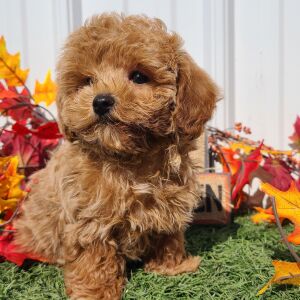 Maltipoo Puppy Bronco