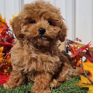 Maltipoo Puppy Bronco