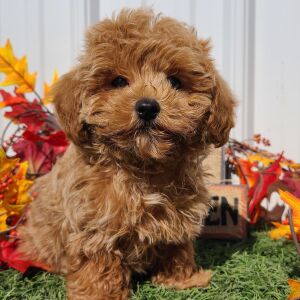 Maltipoo Puppy Bronco