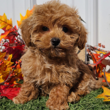 Maltipoo Puppy Bronco
