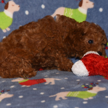 Cavapoo Puppy Caleb
