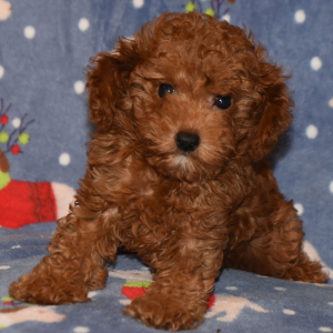 Cavapoo Puppy Caleb