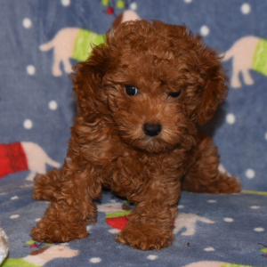 Cavapoo Puppy Caleb