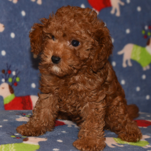 Cavapoo Puppy Caleb