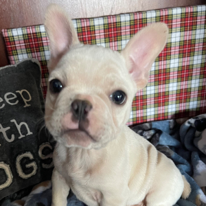 French Bulldog Puppy Oliver