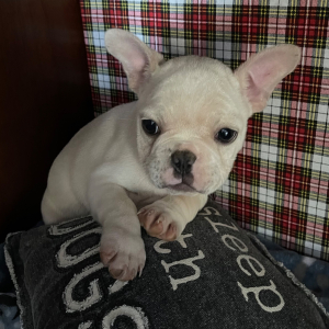 French Bulldog Puppy Oliver