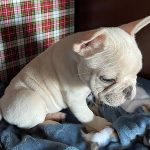 French Bulldog Puppy Oliver