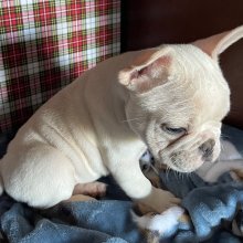 French Bulldog Puppy Oliver