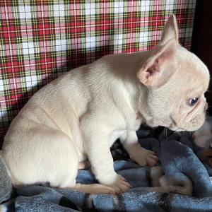 French Bulldog Puppy Oliver