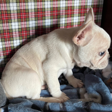 French Bulldog Puppy Oliver