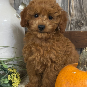 Cavapoo Puppy Airebelle