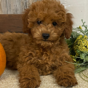 Cavapoo Puppy Airebelle