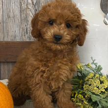 Cavapoo Puppy Airebelle