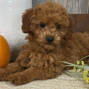 Cavapoo Puppy Airebelle