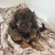Cavapoo Puppy Gemini