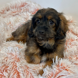 Cavapoo Puppy Gemini