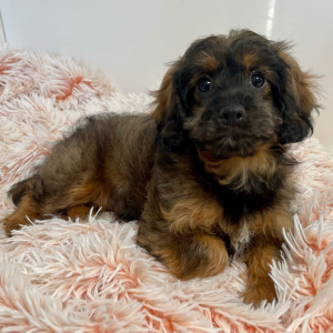 Cavapoo Puppy Gemini