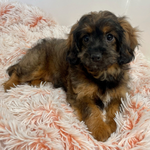 Cavapoo Puppy Gemini